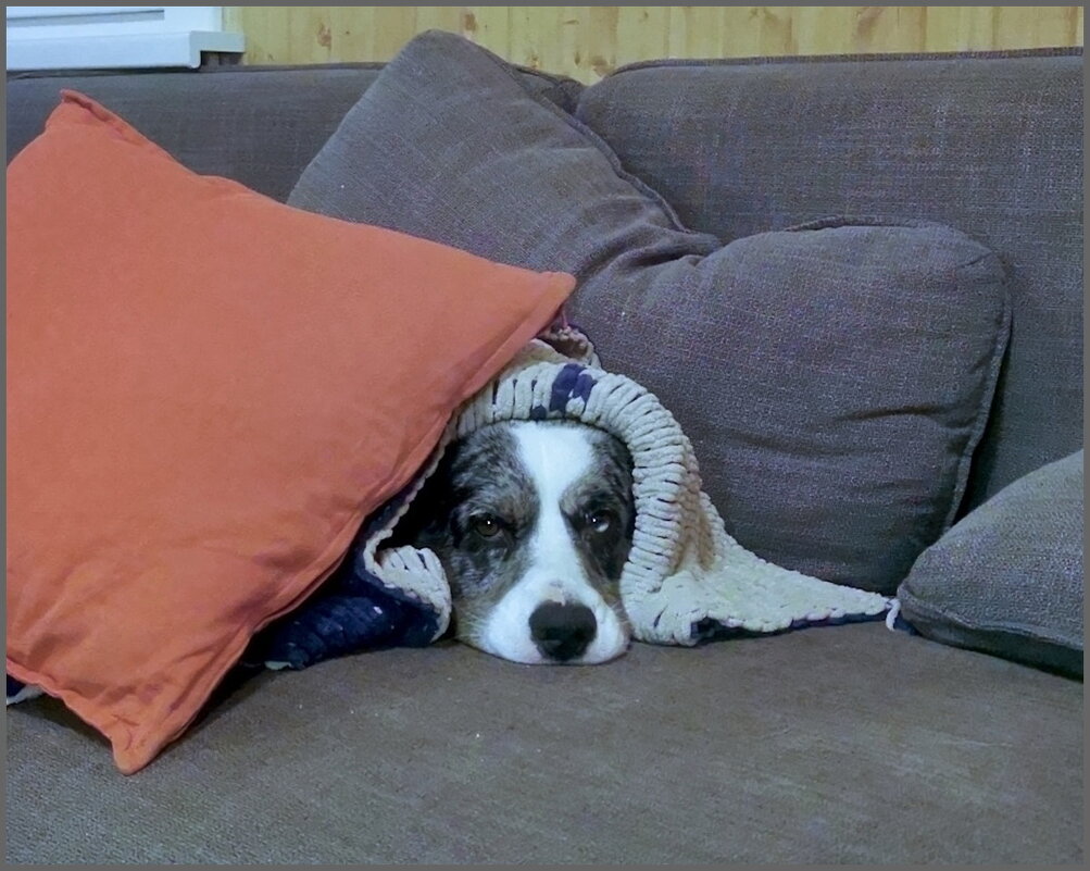 Чак - Ольга Довженко Чак - Ольга Довженко