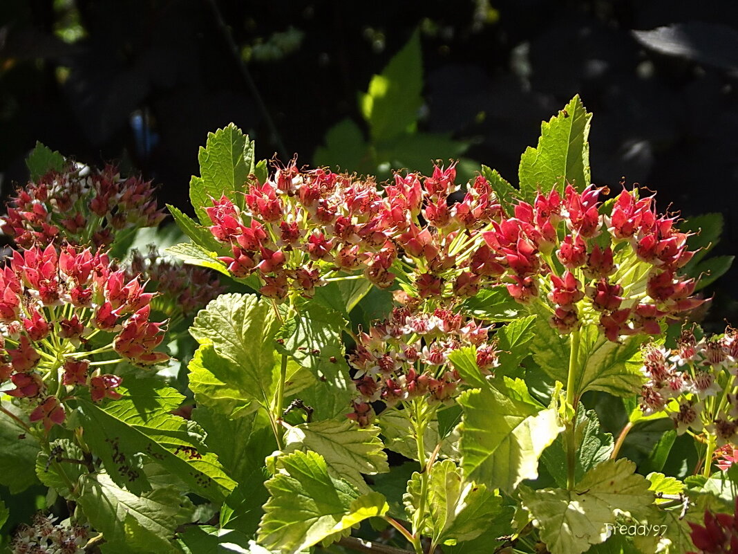 Пузыреплодник - Freddy 97