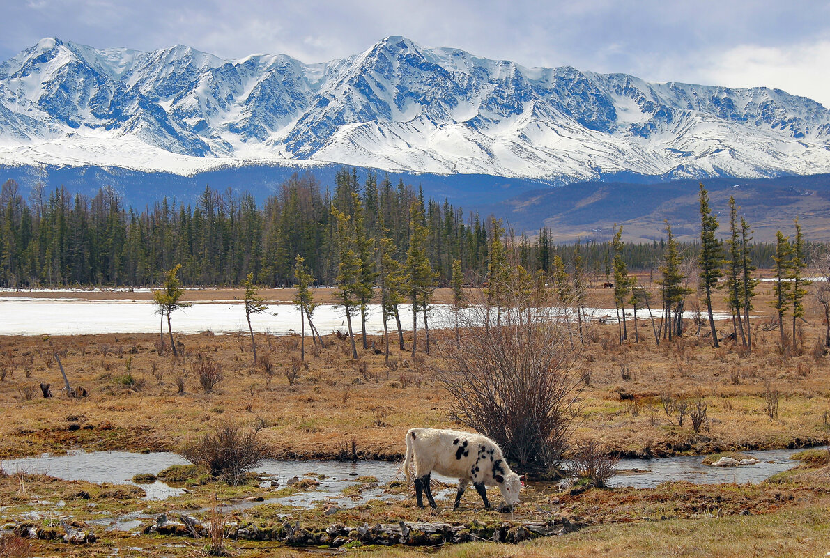 Весна на Курае - елена беликова