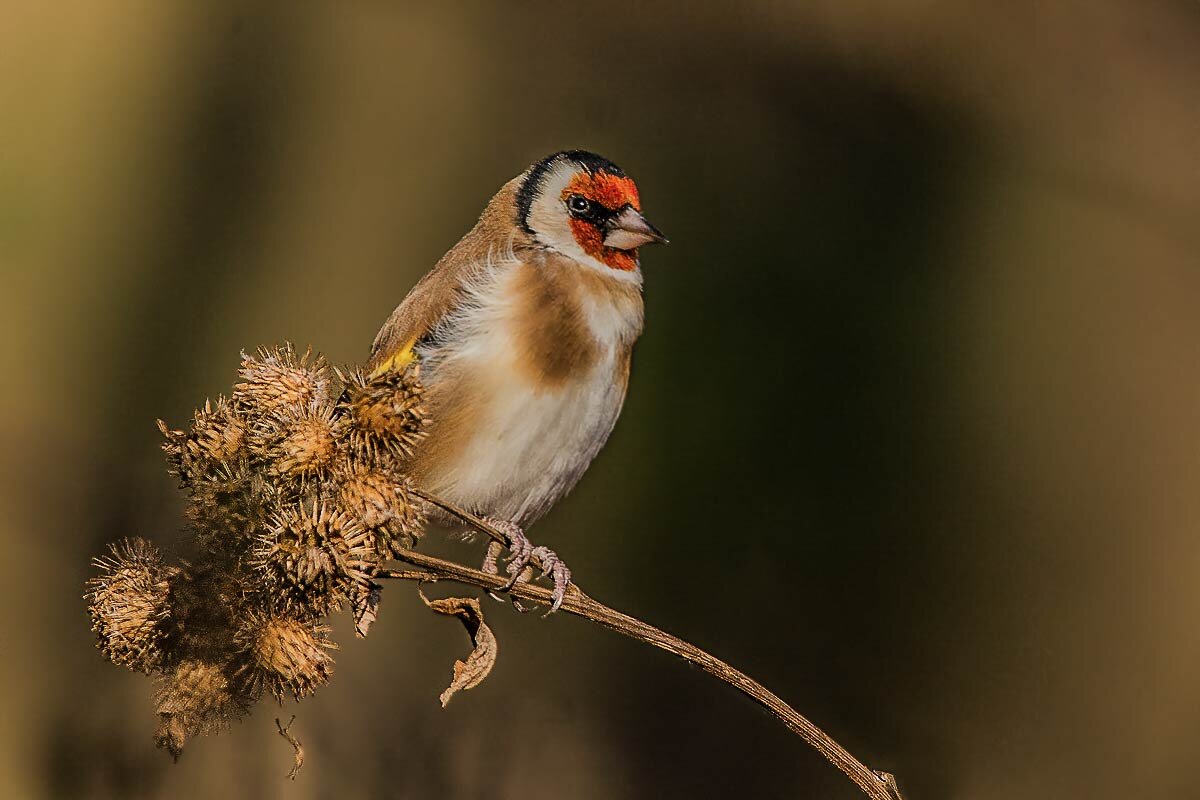 Щегол. - Nik Lovec