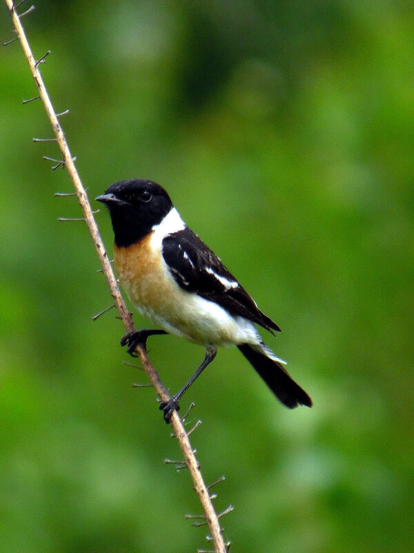 Чекан черноголовый. - nadyasilyuk Вознюк Чекан черноголовый. - nadyasilyuk Вознюк