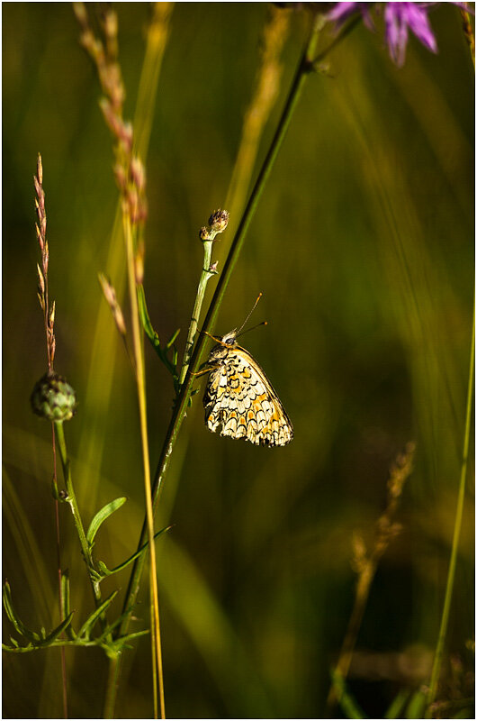 Летнее утро - Валентин Котляров