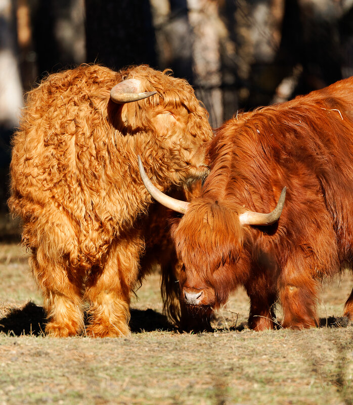 Отношения) - Вячеслав Алтай