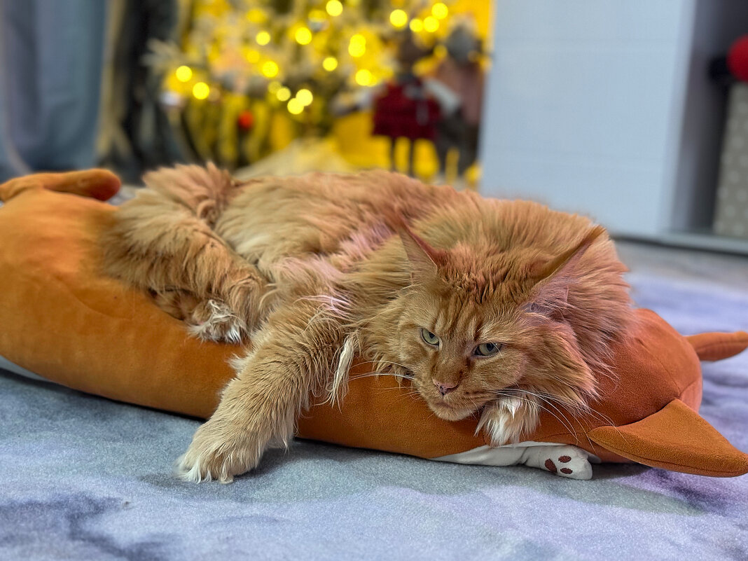 Я все вижу) за всеми слежу) - Андрей Город