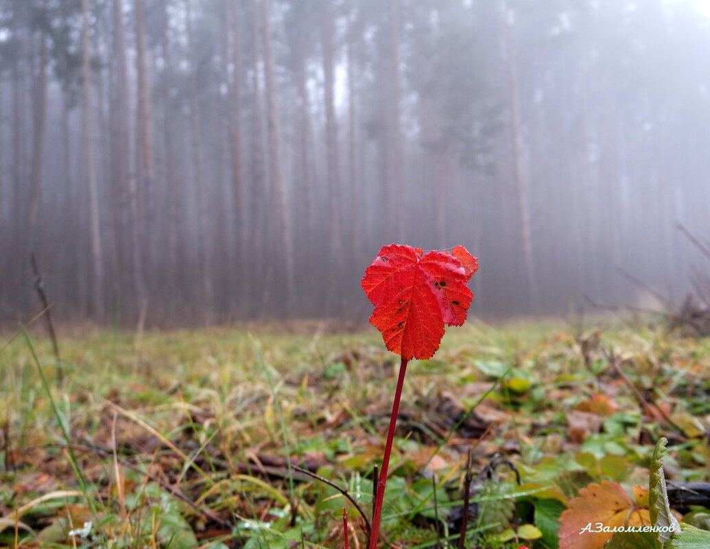 Последние краски ноября... - Андрей Заломленков