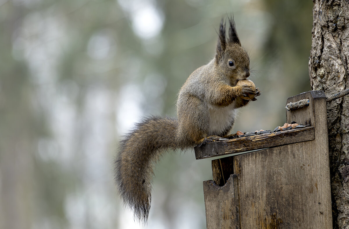 *** - Николай Климович