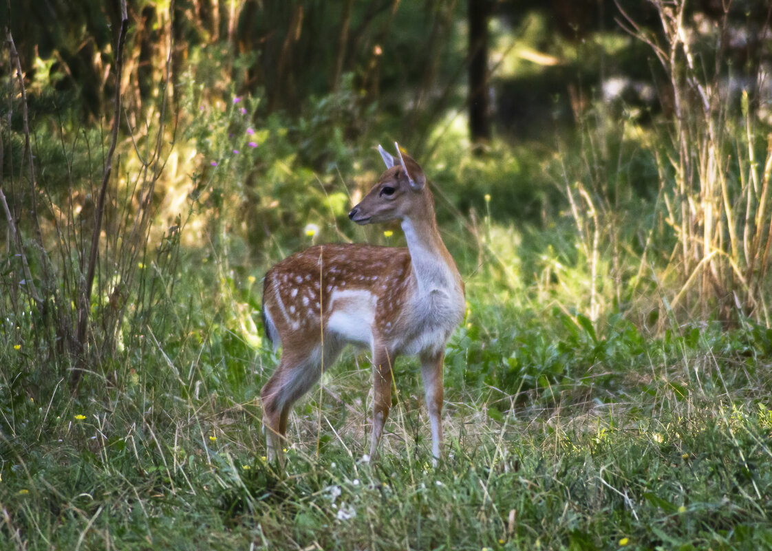 * - Александр. AVG100 ---