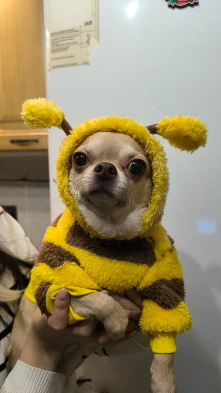 Костюм пчелки - Венера Чуйкова