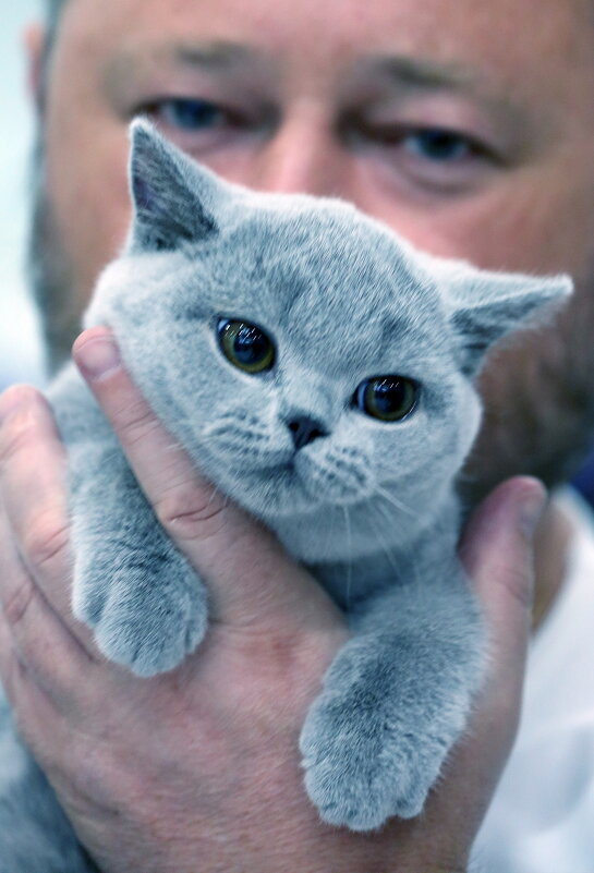 Кошки в Крокусе 29 ноября - Михаил Бибичков