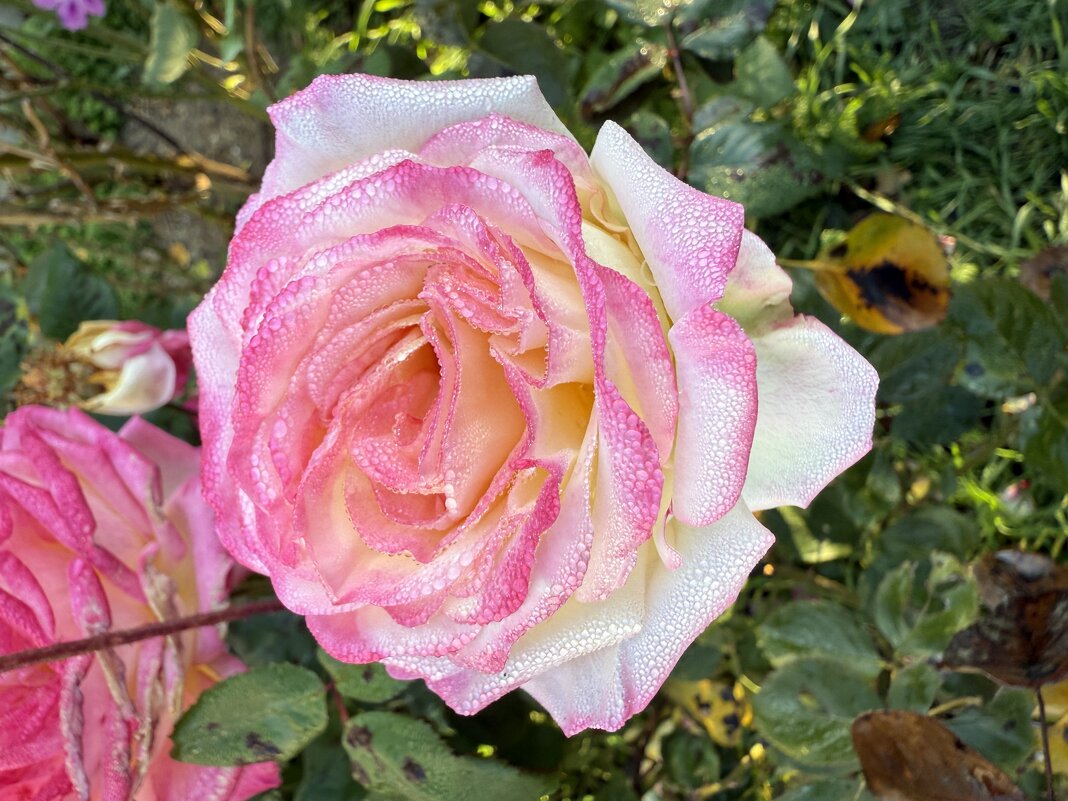 Роза - Валентина .