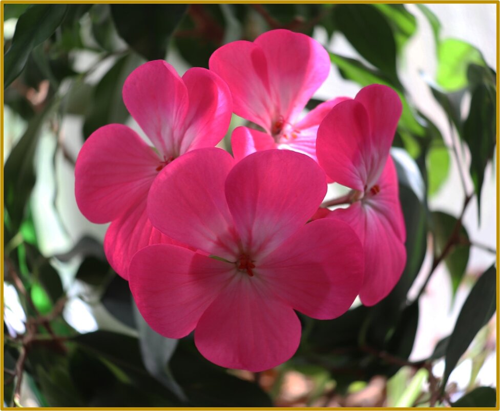 Герань на окне. - Наталья Лунева 