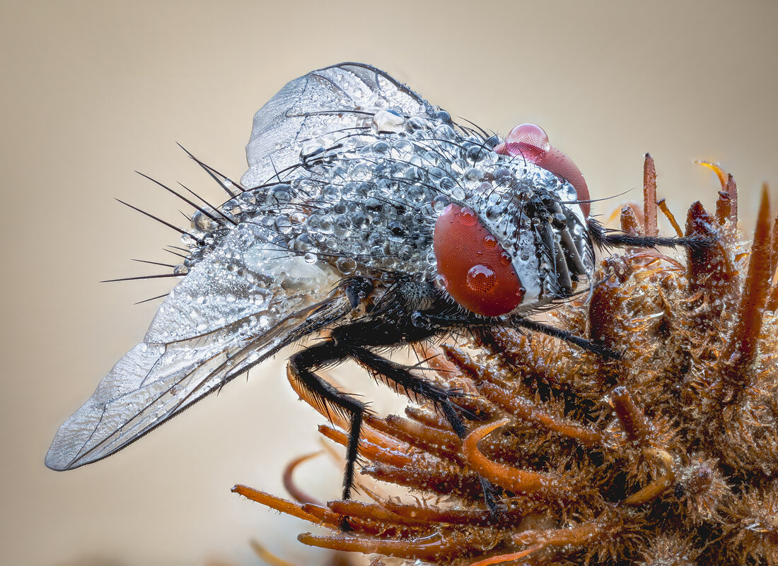 Муха. - Александр Григорьев