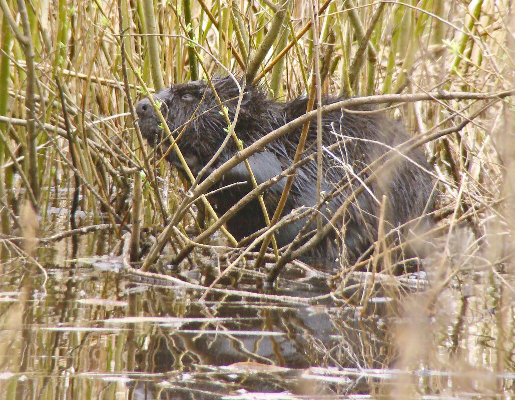 речной бобр или бобер - gawrilа - dan