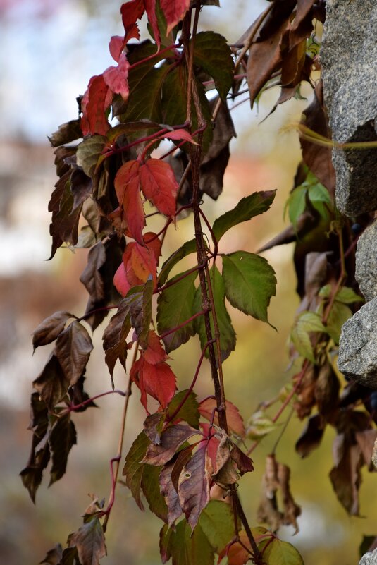 *** - Павленко Михаил 