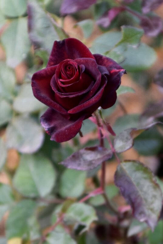 *** - Павленко Михаил 