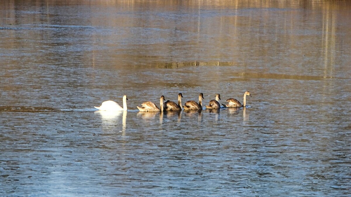 Лебединый строй. - Милешкин Владимир Алексеевич 