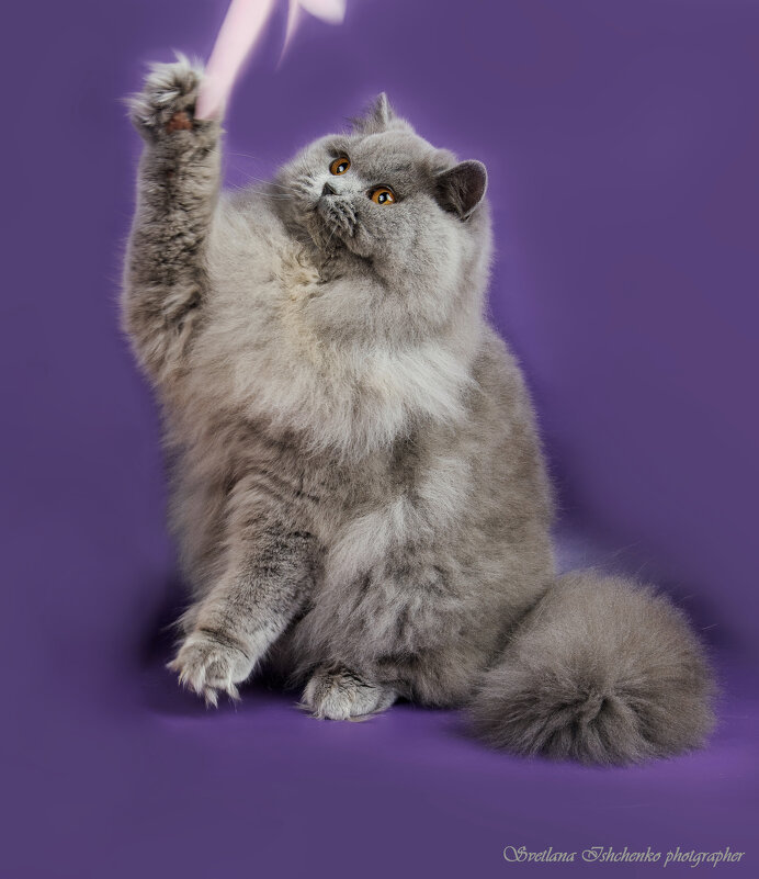 Британская длинношерстная кошка (британика, хайлендер). - Светлана Ищенко