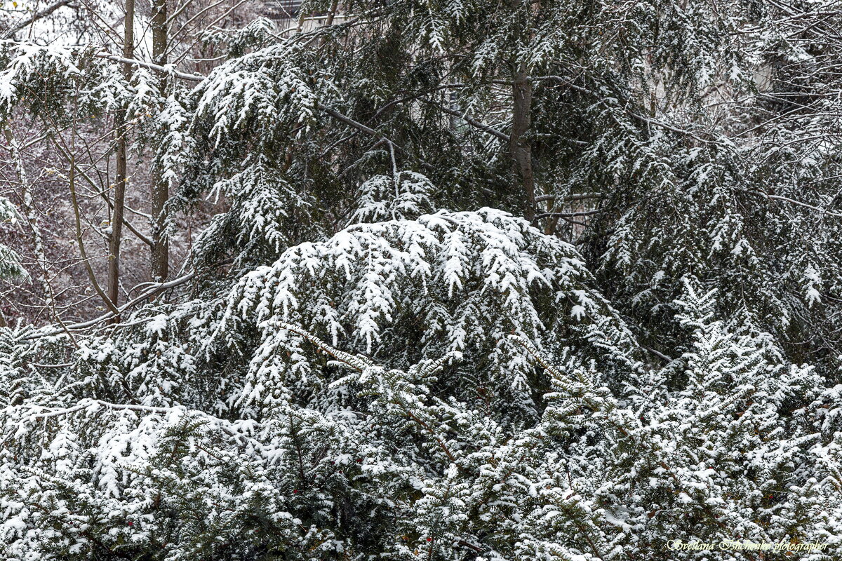 ... - Светлана Ищенко