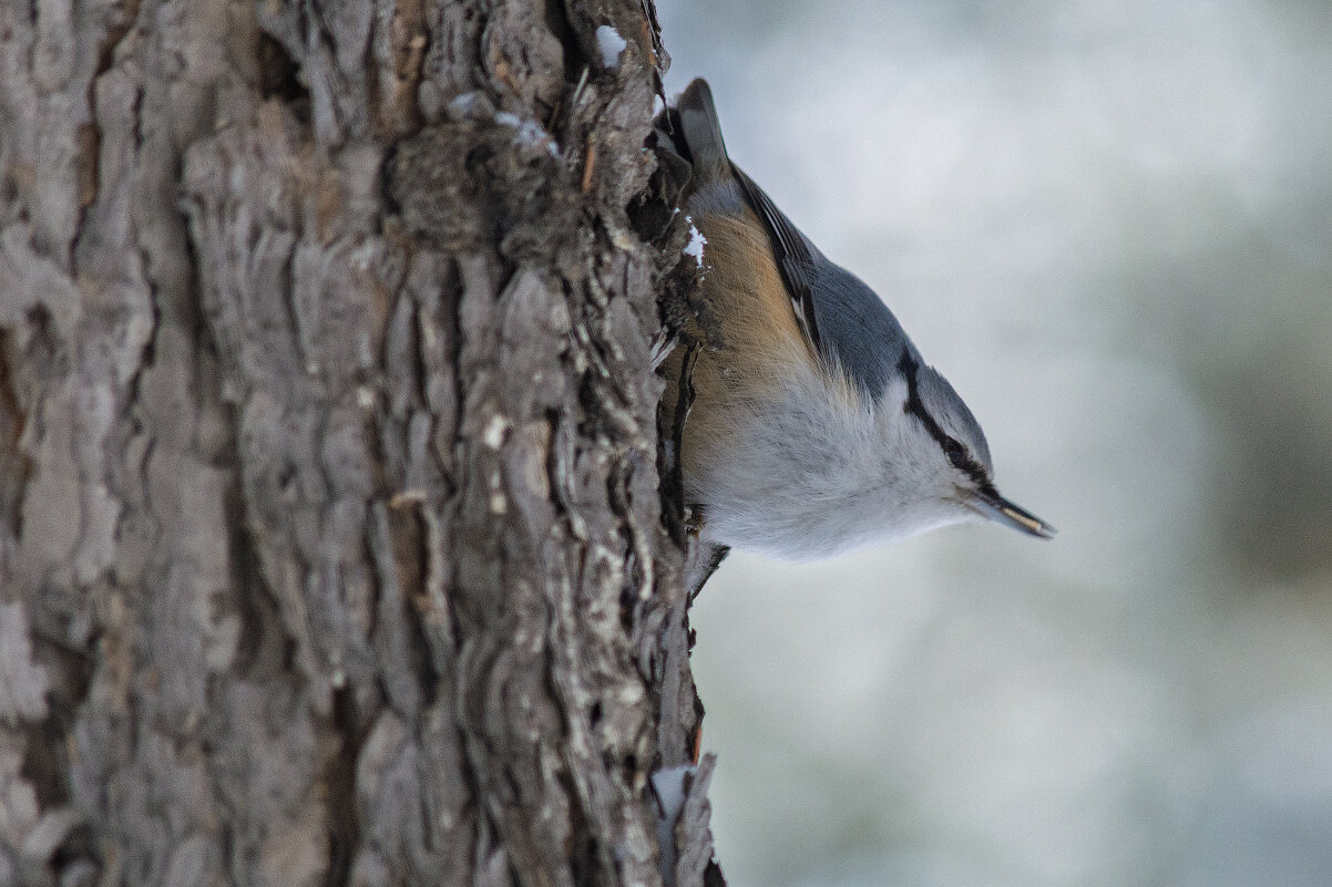 Поползень - Виктор Иванович Чернюк