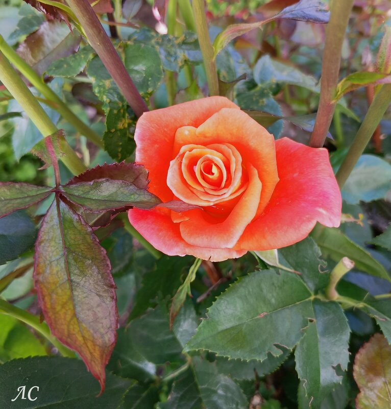 Розы, ах розы! - Любовь Сахарова