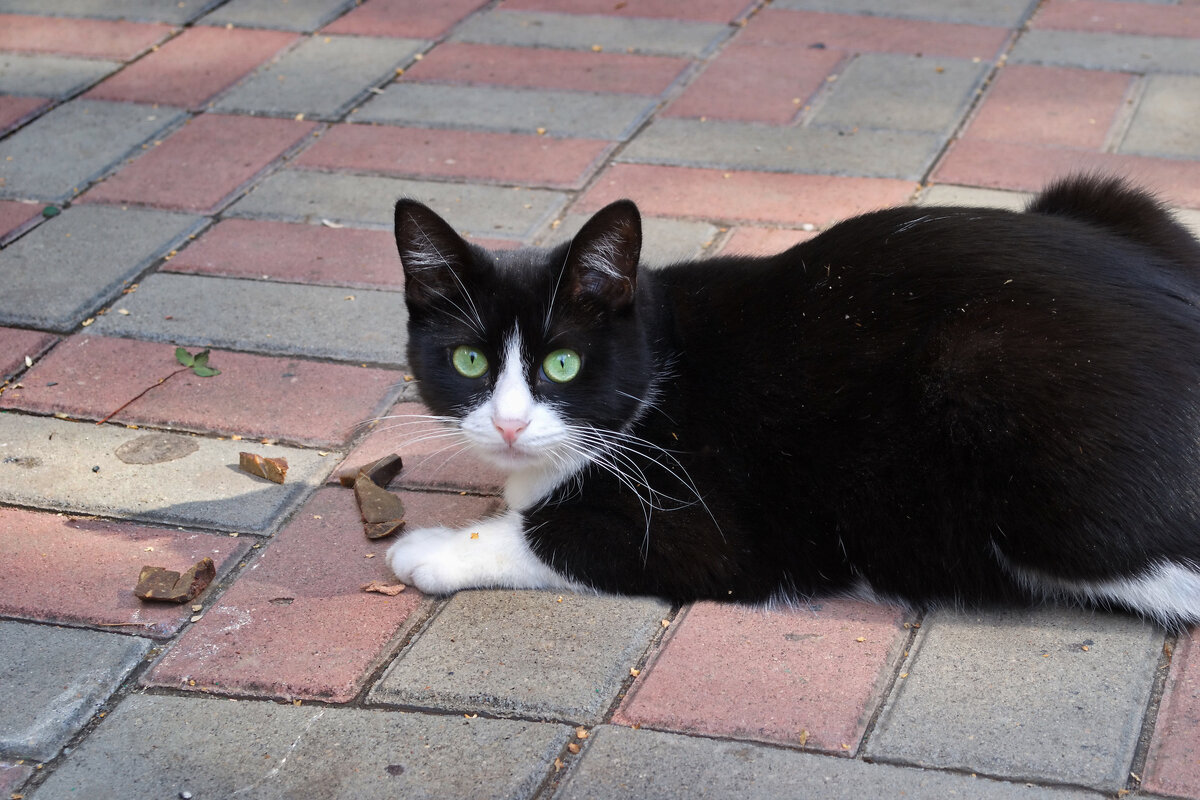 Кот - Александр Лычагин