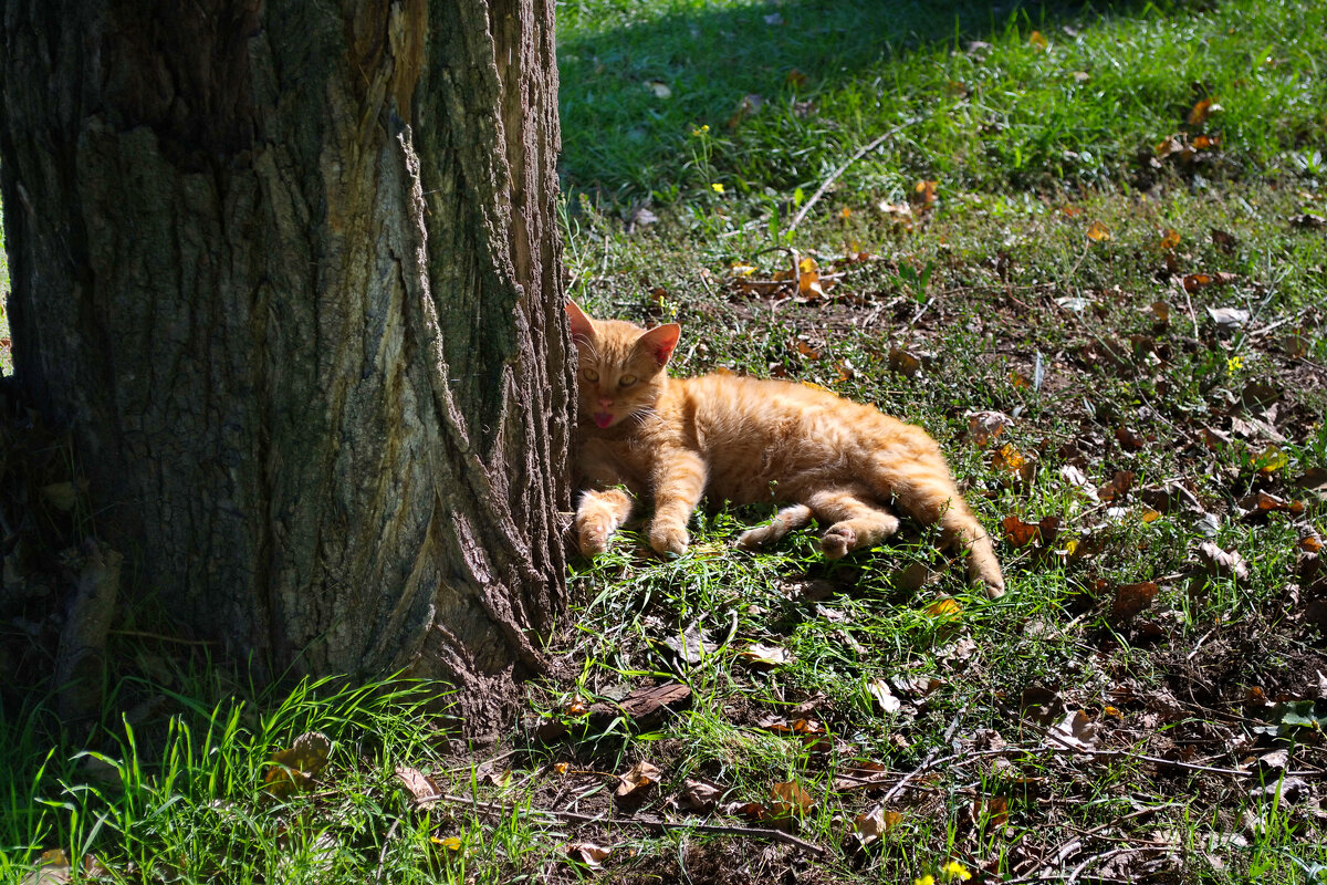 Кот - Александр Лычагин