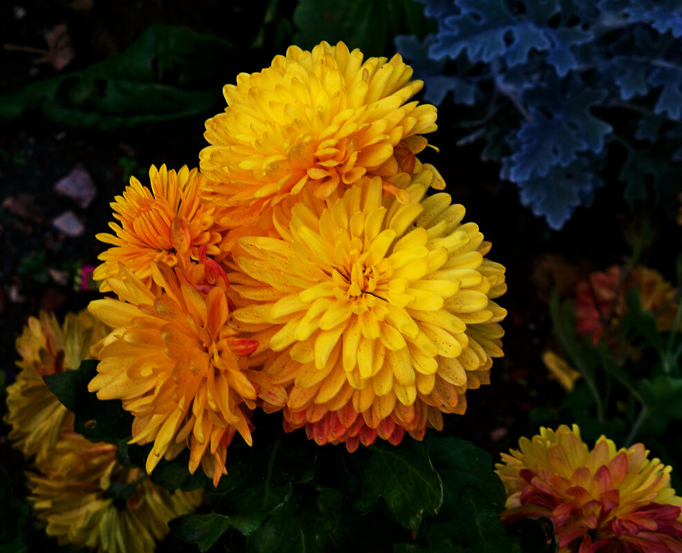 Хризантемы - Валентин Семчишин