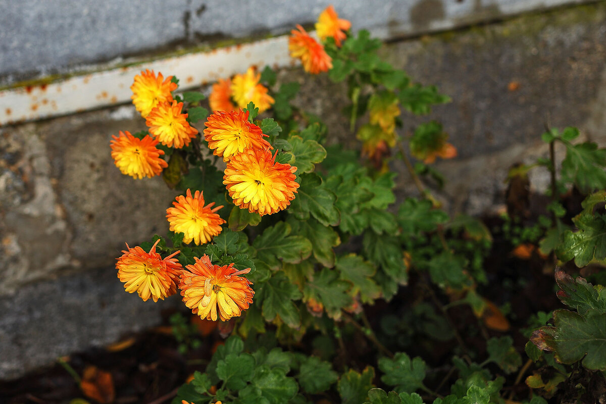 Конец ноября - Юрий Гайворонскiий