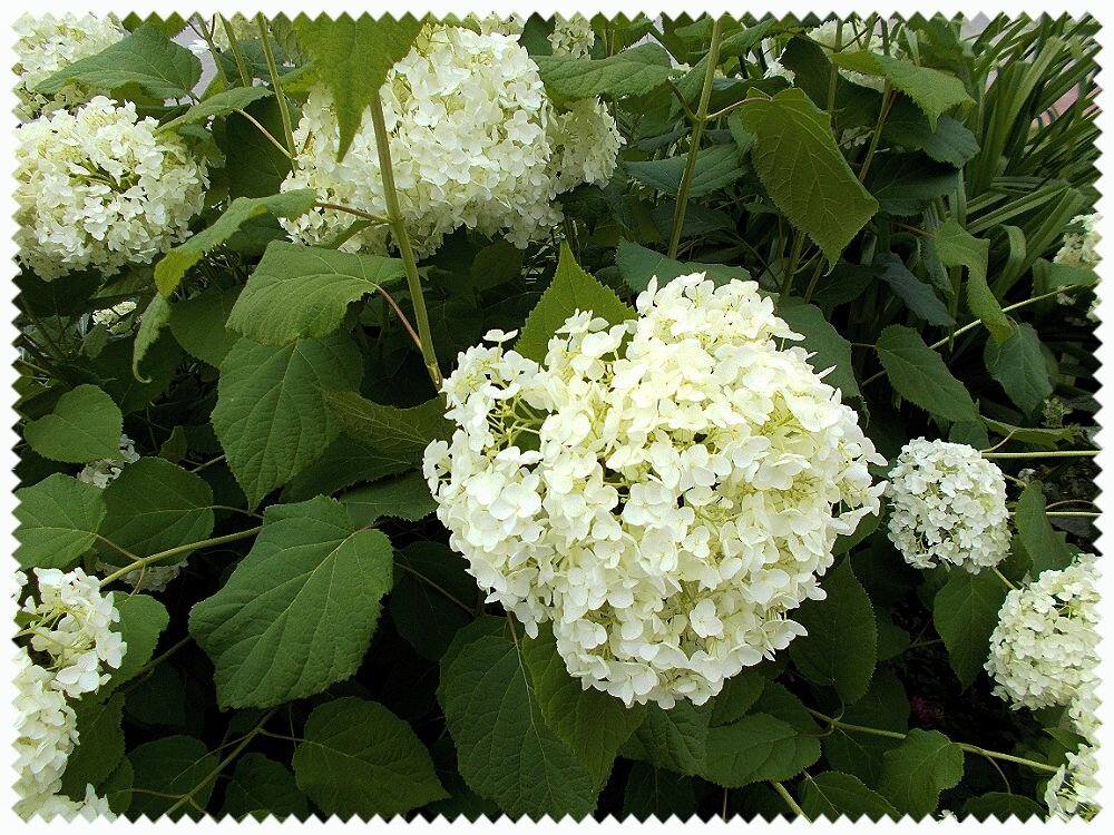 Pro гортензию - Alisia La DEMA