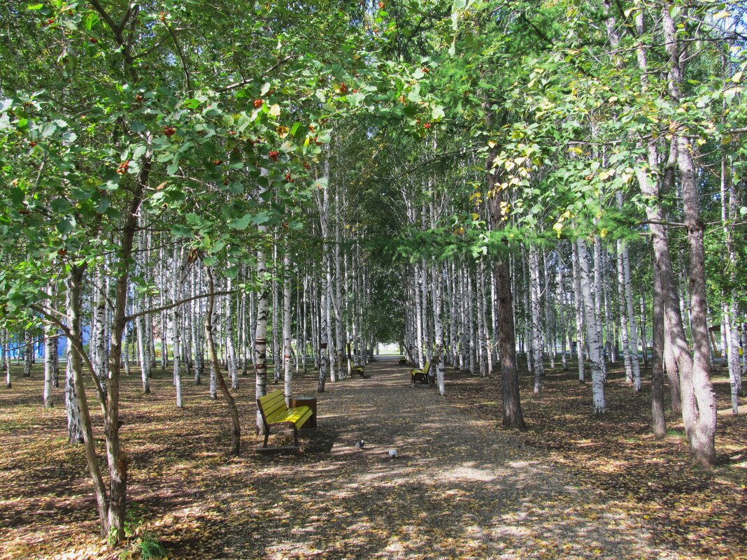 берёзовая роща - Елена Шаламова берёзовая роща - Елена Шаламова