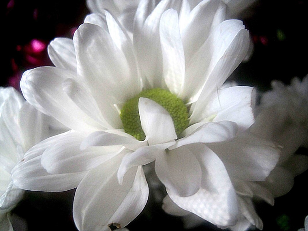 Хризантема - Елена Семигина