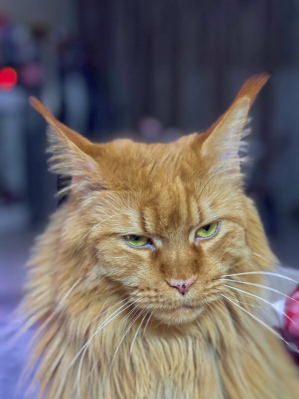 я тут дом охраняю) А вы чего? - Андрей Город