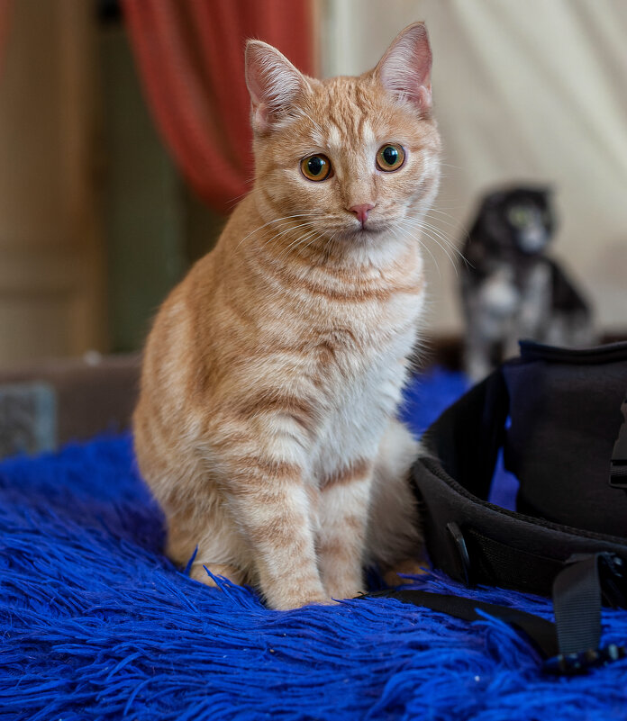 Всемирный день домашних животных - 30 ноября. - Вадим Басов