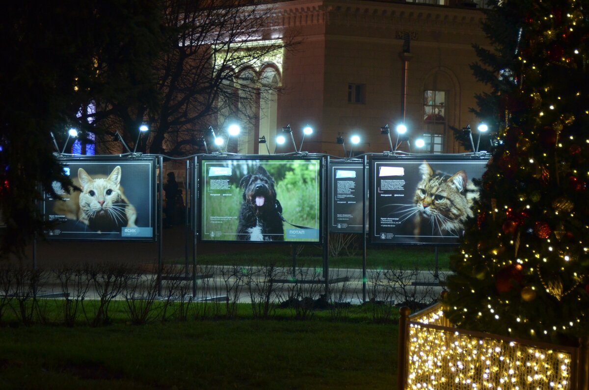 Пристройство под Новый год. - Наталья Вязигина