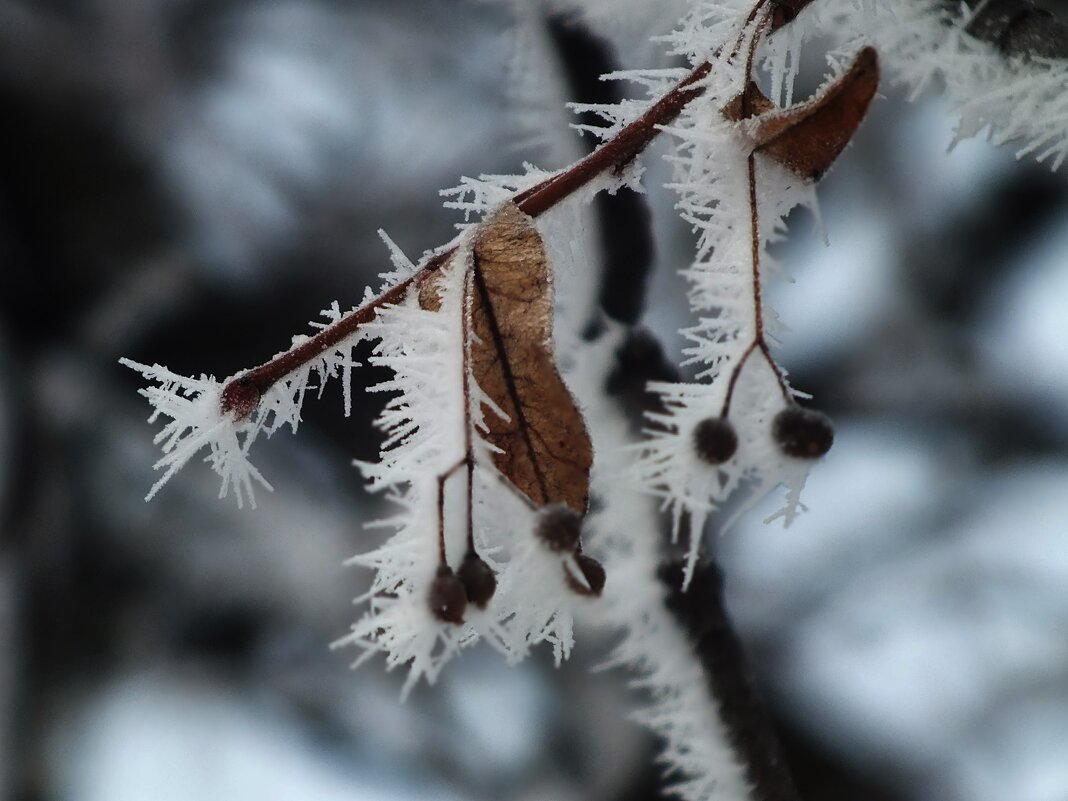 ** - Зоя Мишина