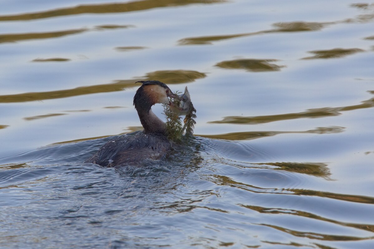 ...и салатик - Александр Шмидт