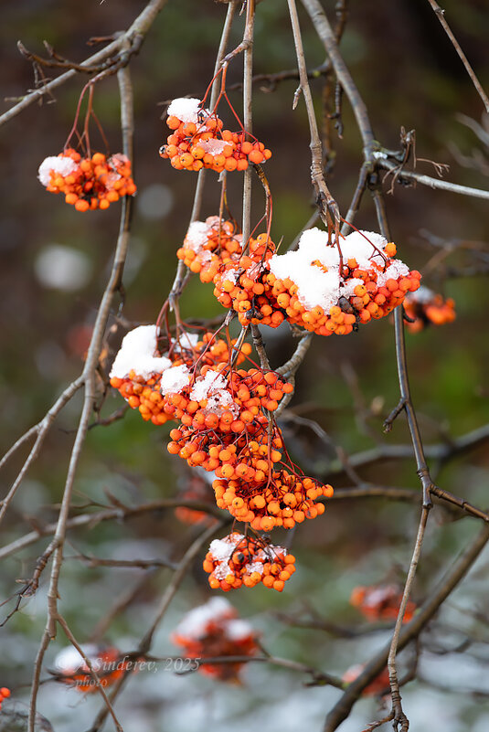 Снежная рябина - Александр Синдерёв