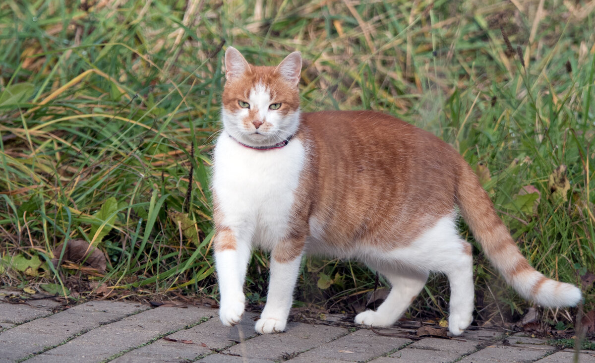 **** - Владимир Безбородов