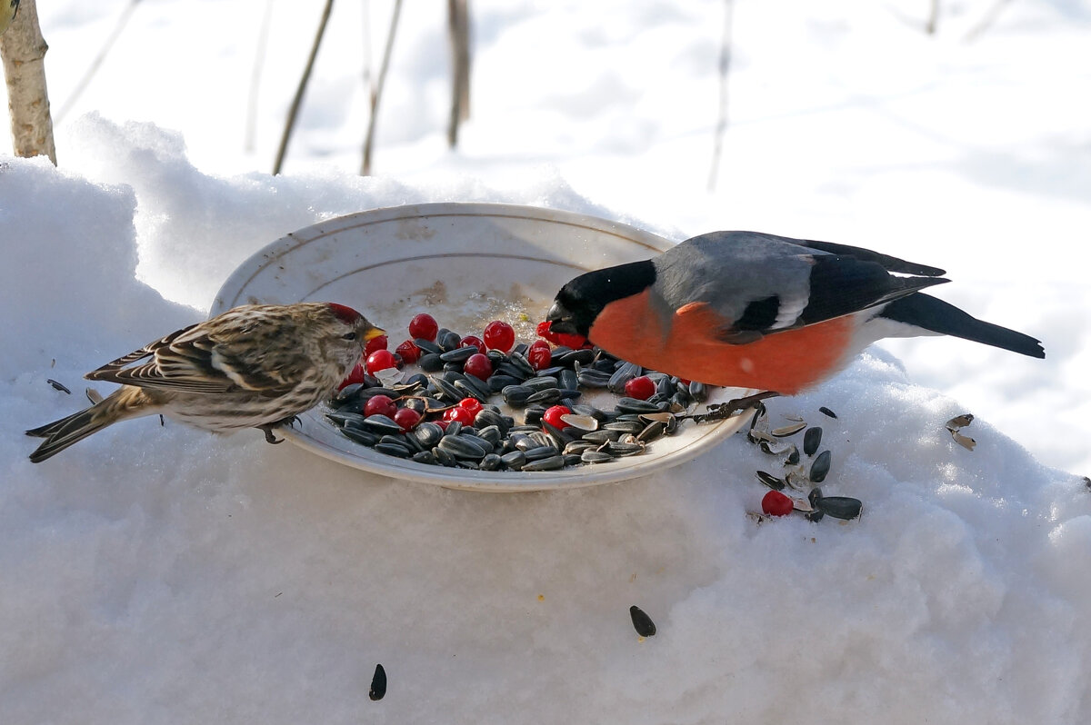 Снегирь и чечетка - Сергей Ц