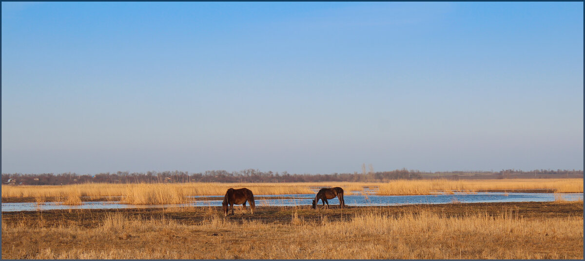 Степь. - Александр 