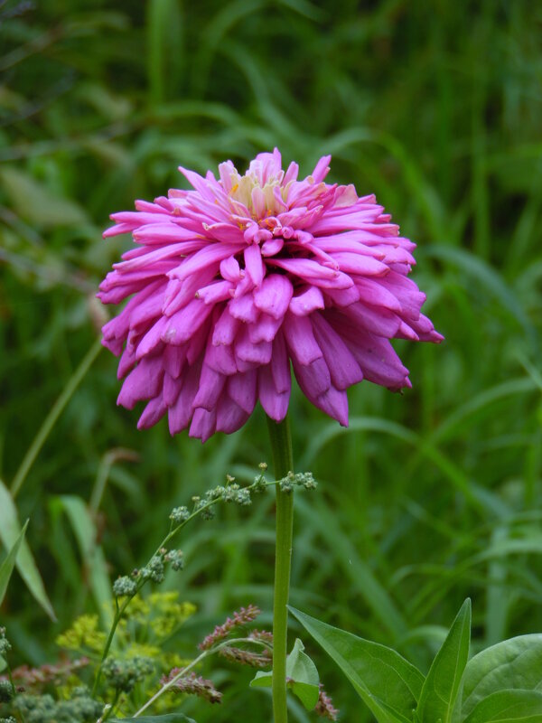 Цинния. - nadyasilyuk Вознюк