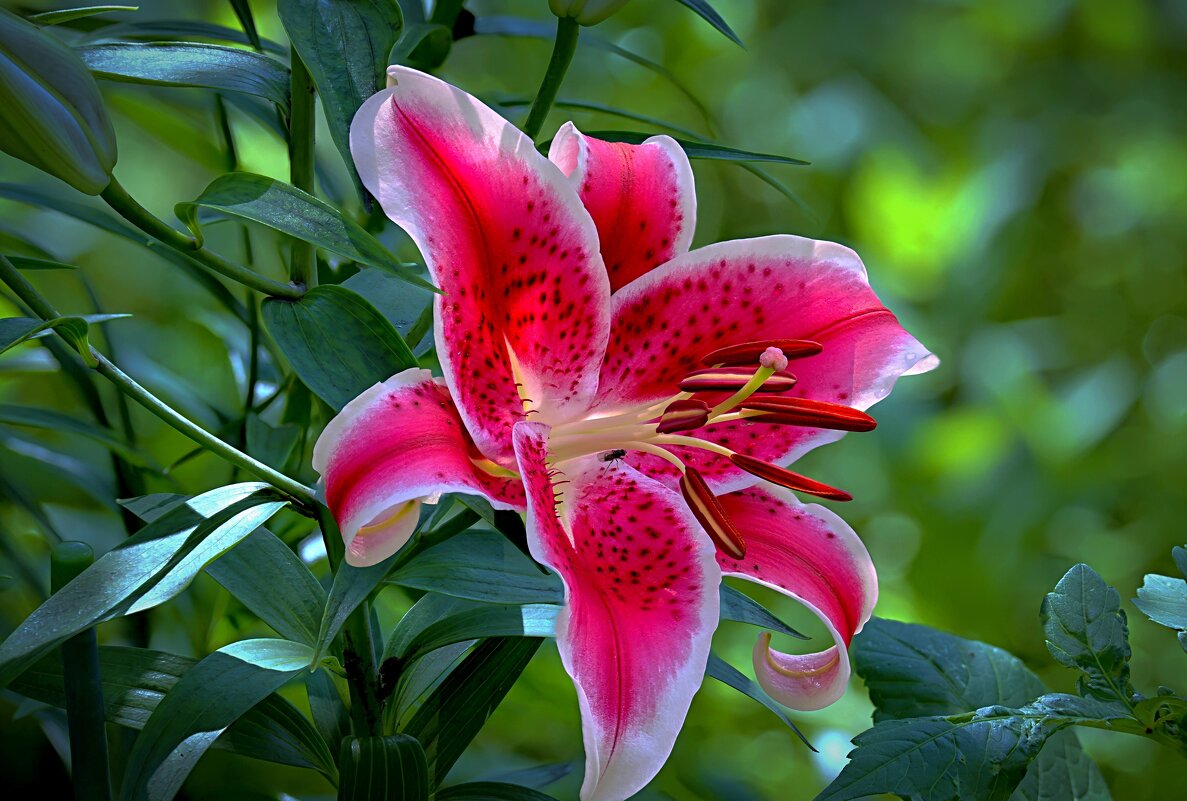 Июль - Николай Соколухин