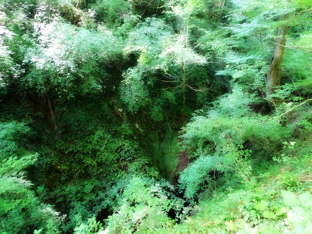 Заросли - Павел Трунцев Заросли - Павел Трунцев