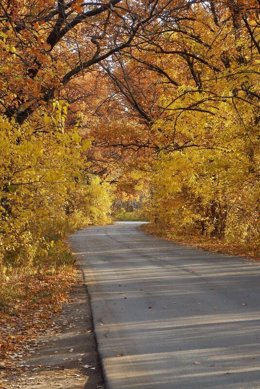 Осенний тоннель - ktotofo 