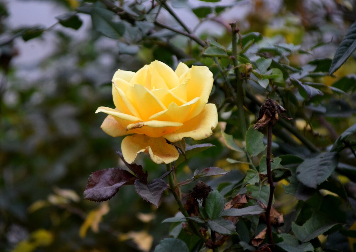 *** - Павленко Михаил 