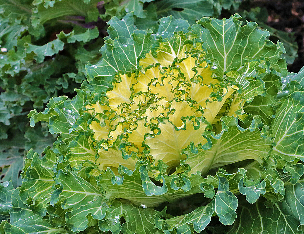 Декоративная капуста в конце ноября - Светлана 