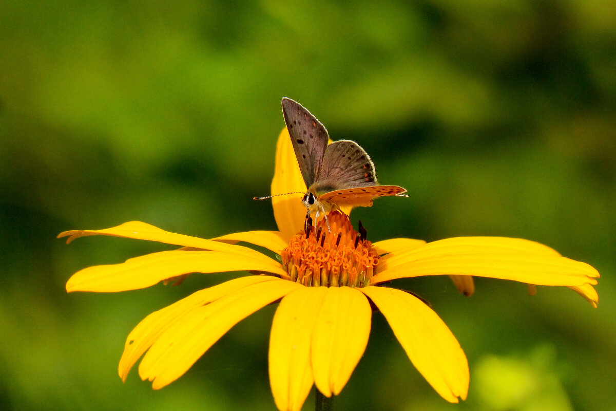 опять про бабочек...117 - Александр Прокудин