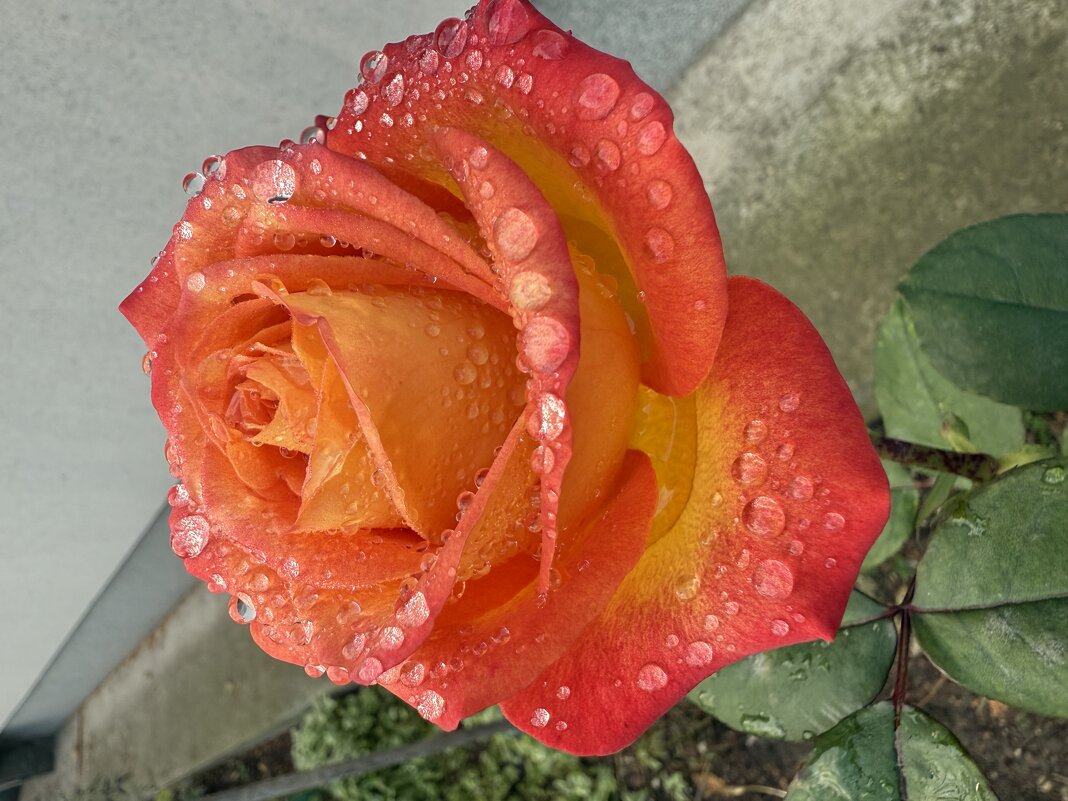 Роза в роме. - Валентина .