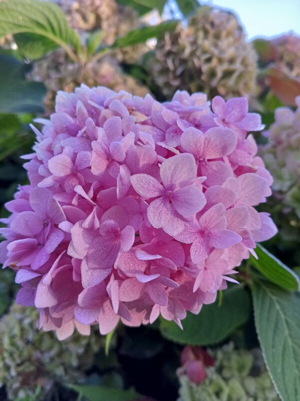 Гортензия - Сапсан 