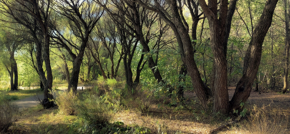 Парк Покровское-Стрешнево - Денис Масленников